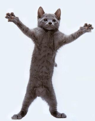 catdance.gif